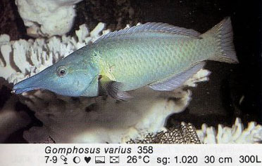 Gomphosus varius